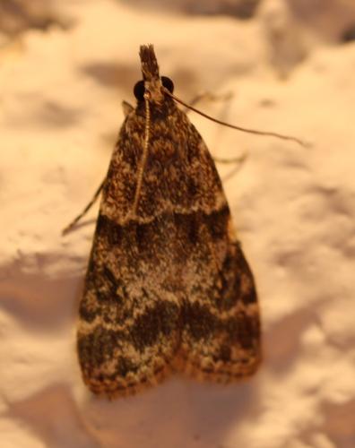 Eudonia mercurella